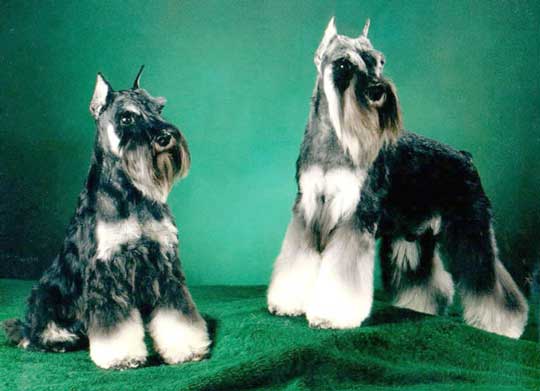 Photo of two Schnauzers