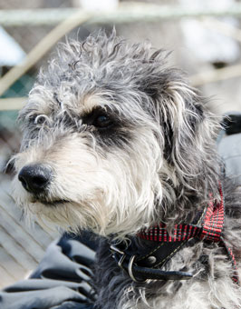 Photo of Rescue Dog Ammo