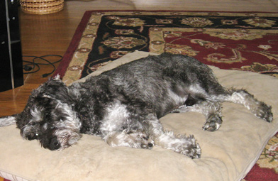 Photo of Rescue Dog Otto-Archie