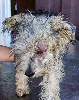 Photo of Rescue Dog Barney