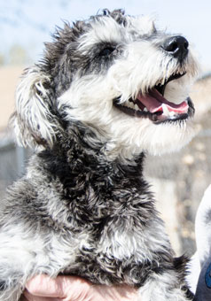 Photo of Rescue Dog Bart