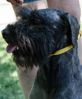 Photo of Rescue Dog Bert