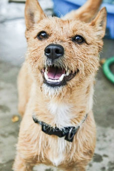 Photo of Rescue Dog Bobby