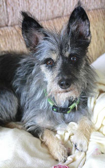 Photo of  Rescue Dog Bonnie