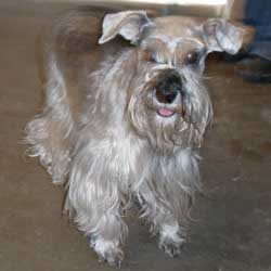Photo of Rescue Dog Bridgit