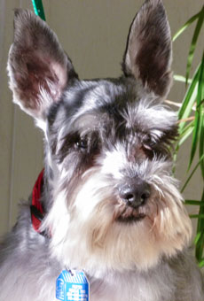 Photo of Rescue Dog Brocky