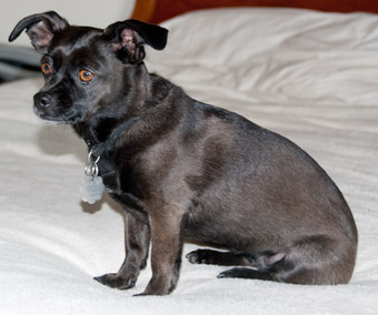 Photo of Rescue Dog Candi