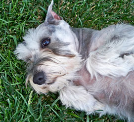 Photo of Rescue Dog Chloe