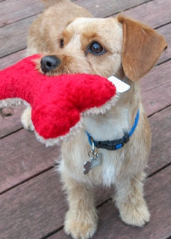Photo of Rescue Dog Coco