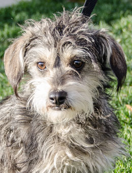 Photo of Rescue Schnauzer Mix Cornell