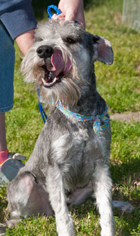 Photo of Rescue Dog Corona