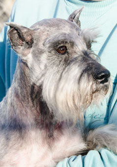 Photo of Rescue Dog Daisy