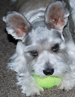 Photo of Rescue Dog Daisy