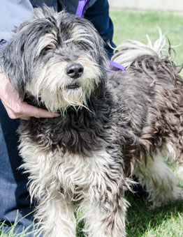 Photo of Rescue Dog Dakota