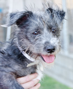 Photo of Rescue Dog Daphne