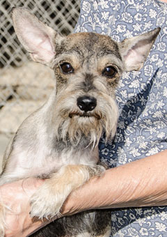Photo of Rescue Dog Debbie
