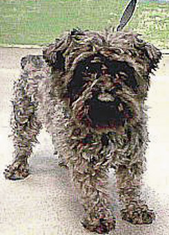 Photo of Rescue Dog Dora