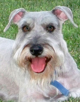 Photo of Rescue Dog Duke