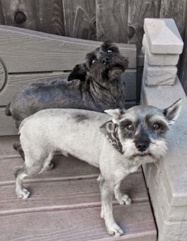 Photo of Rescue Dogs Elmo and Smoochie