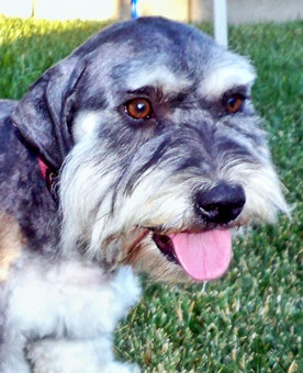 Photo of Rescue Dog Frankie