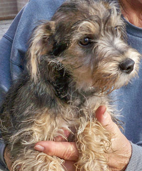 Photo of Puppy Friedrich