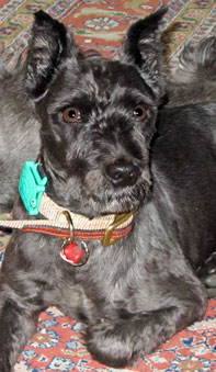 Photo of Rescue Dog Fritz