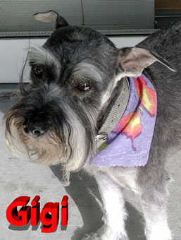 Photo of Rescue Dog Gigi