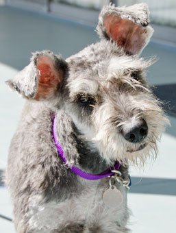 Photo of Rescue Dog Gloria