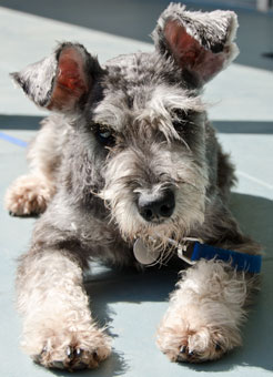Photo of Rescue Dog Gloria