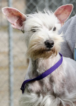 Photo of Rescue Dog Gwen