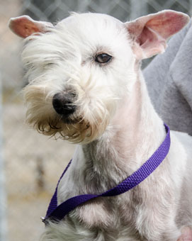 Photo of Rescue Dog Gwen