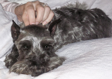 Photo of Rescue Dog Hadley