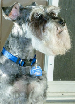 Photo of Rescue Dog Jack