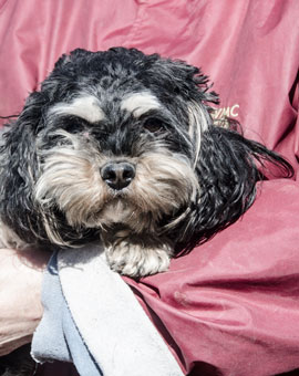 Photo of Rescue Dog Jodi