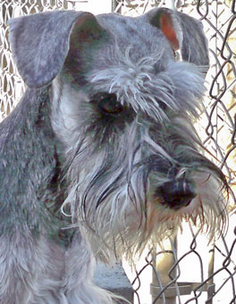 Photo of Rescue Dog Kaiser