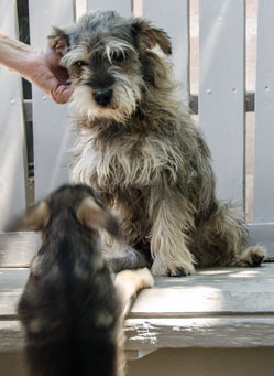 Photo of Rescue Schnauzer Puppy Kathy