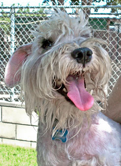Photo of Rescue Dog Kobie