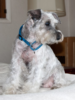 Photo of Rescue Dog Lainie
