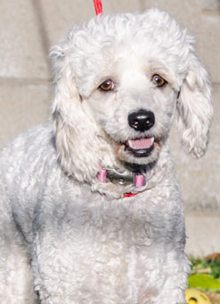 Photo of Rescue Poodle Lamby