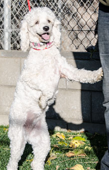 Photo of Rescue Poodle Lamby