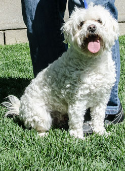 Photo of Rescue Poodle Layne