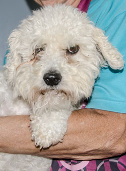 Photo of Rescue Dog Lenny