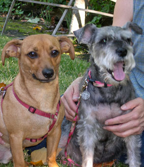 Photo of Rescue Dog Libby and friend Flapjack