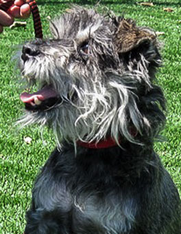 Photo of Rescue Dog Lloyd