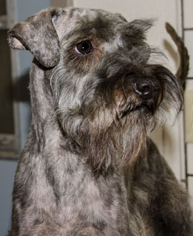 Photo of Rescue Dog Louis