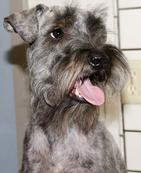 Photo of Rescue Dog Louis