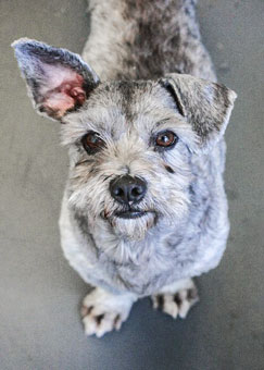 Photo of Rescue Schnauzer Lucky