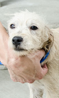 Photo of Rescue Puppy Mary Ann