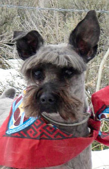 Photo of Rescue Dog Max