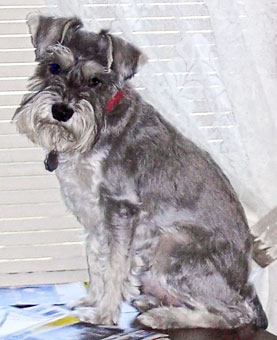 Photo of Rescue Dog Mikie